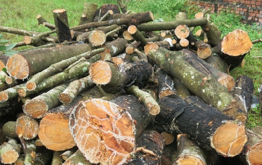 Gỗ cao su tăng giá, hút hàng
